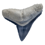 a close up of an animal