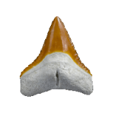 a close up of an animal